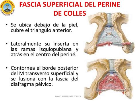 perineo hombre|Región perineal: Anatomía, definición, diagramas